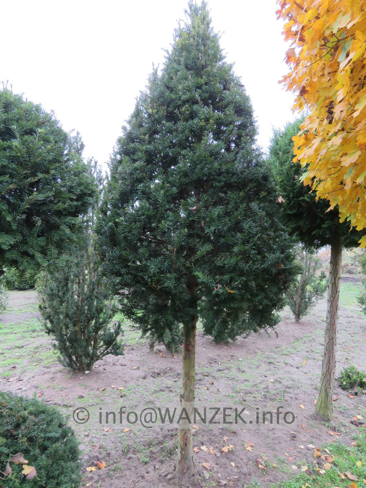 Taxus baccata 06 Kegelstamm.JPG